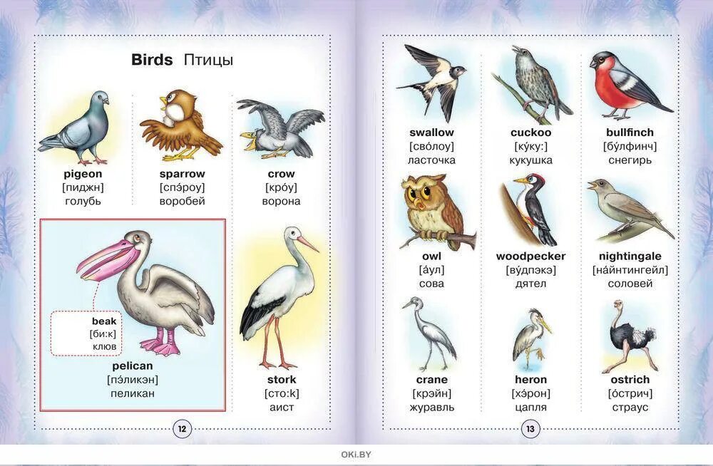Птицы на английском языке. Название животных и птиц. Названия птиц на английском языке. Птицы на английском языке с переводом. Перевести птиц на английский