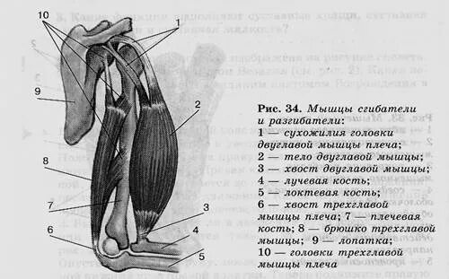 Строение двуглавой и трехглавой мышцы. Строение двуглавой и трехглавой мышц плеча рис 27. анатомия мышц плеча сгибатели. мышцы сгибатели и разгибатели рисунок. мышцы сгибатели 8 класс биология.