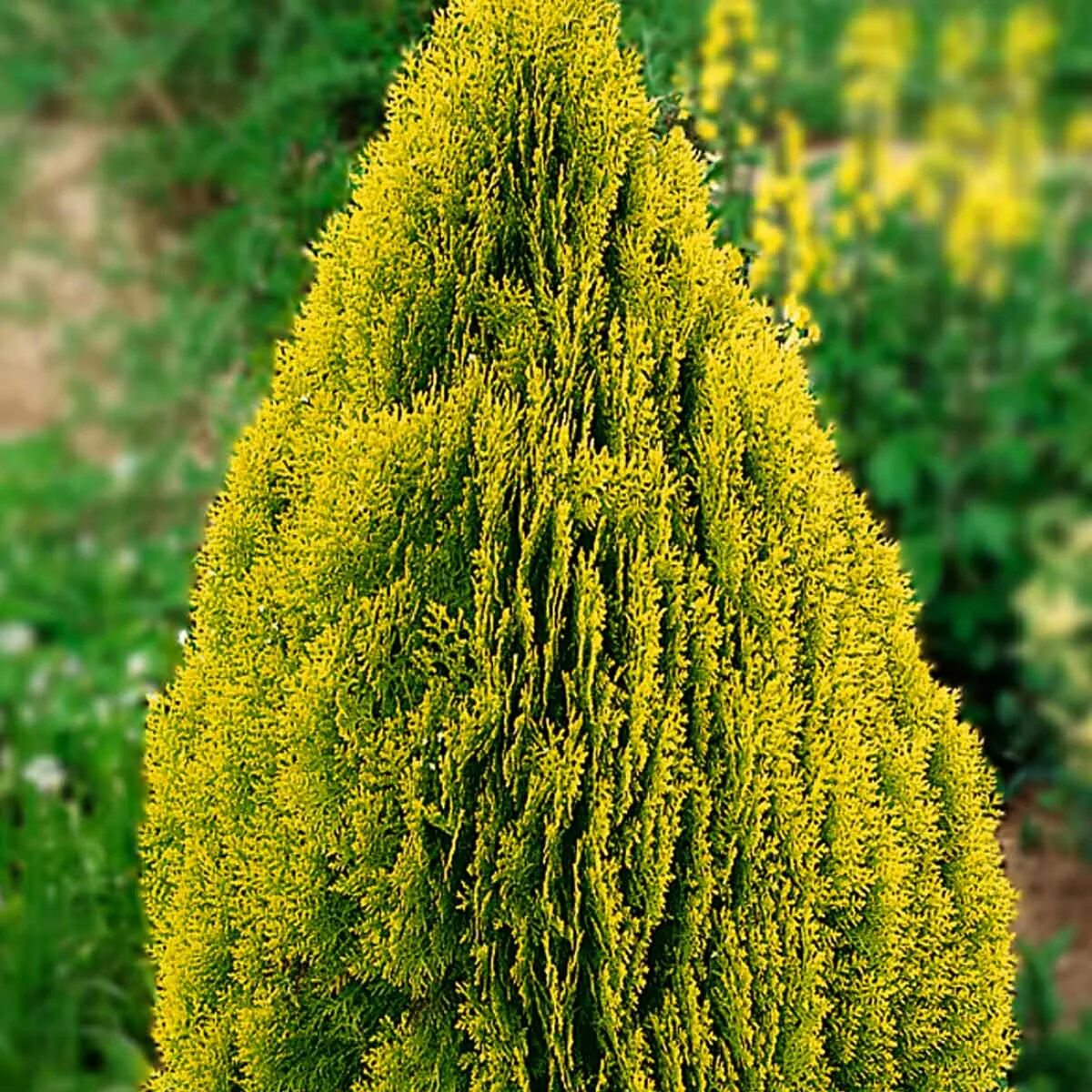 Platycladus orientalis aurea nana variegata