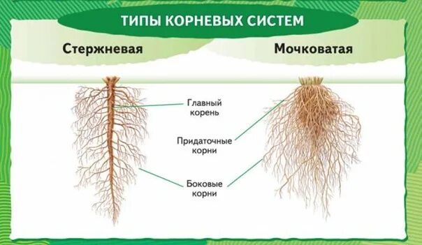 Особенности внешнего строения корня томата
