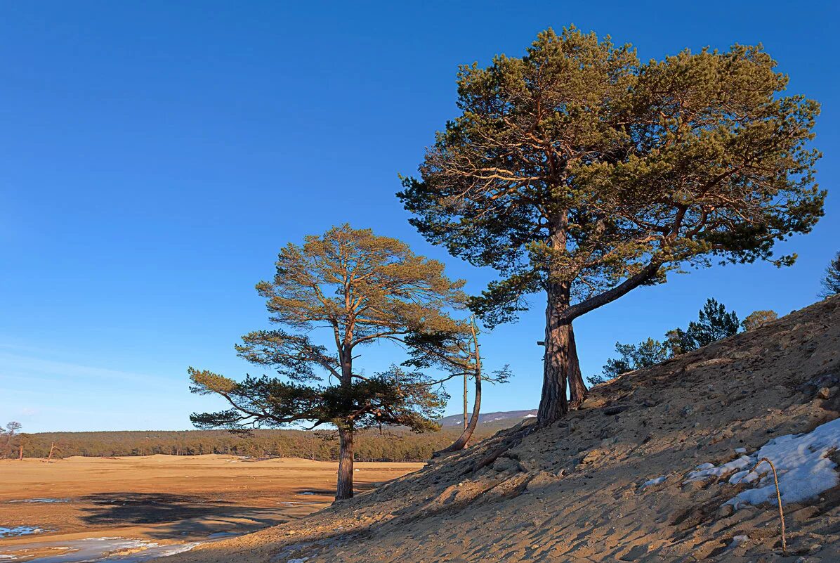 сосны отступали. сосняк ялта. сосны и ели. сосны отступали. сосны отступали.