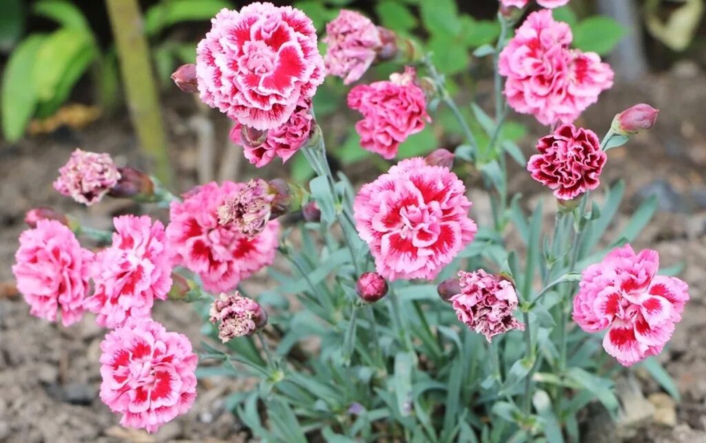 Гвоздика серовато-голубая Рубин (Dianthus gratianapolis Rubin) купить в Москве п