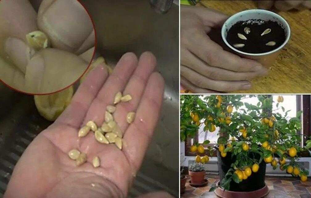 Как посадить лимон из косточки. Проращивание лимонных косточек. косточка лимона прорастить. лимонное дерево из семян. вырастить лимон из косточки.