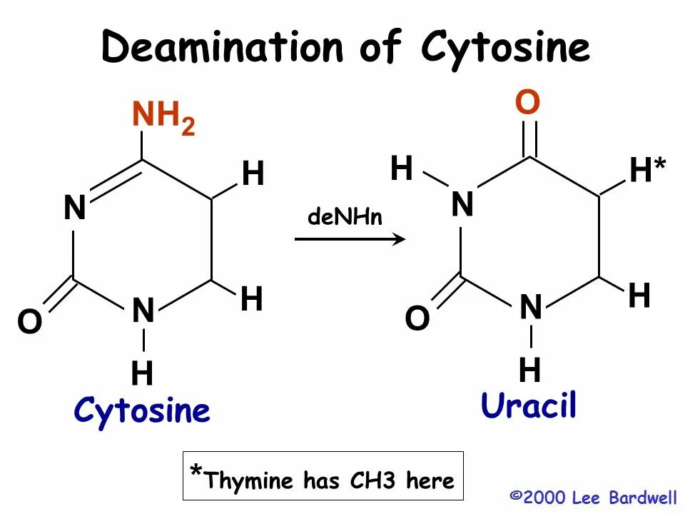 Cytosine. Deamination. Thymine ch3. Deamination of cytosine to uracil.