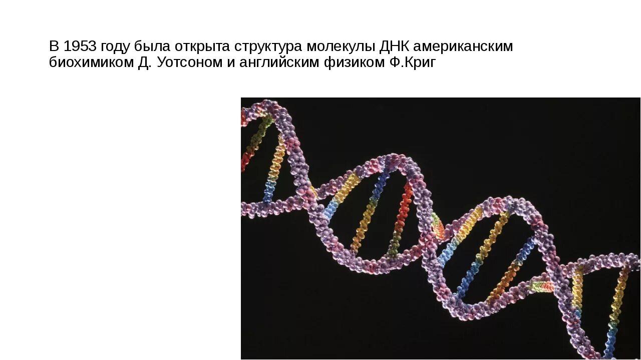 Составляющая днк. Генетика и молекулярная биология установление структуры ДНК Джеймс д. Структура ДНК человека. Форма молекулы ДНК. ДНК человека схема.