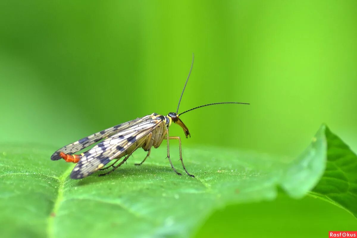 Скорпионницы. Бабочка Скорпионница. Скорпионовая Муха. Скорпионница насекомое. Скорпионовая Оса.