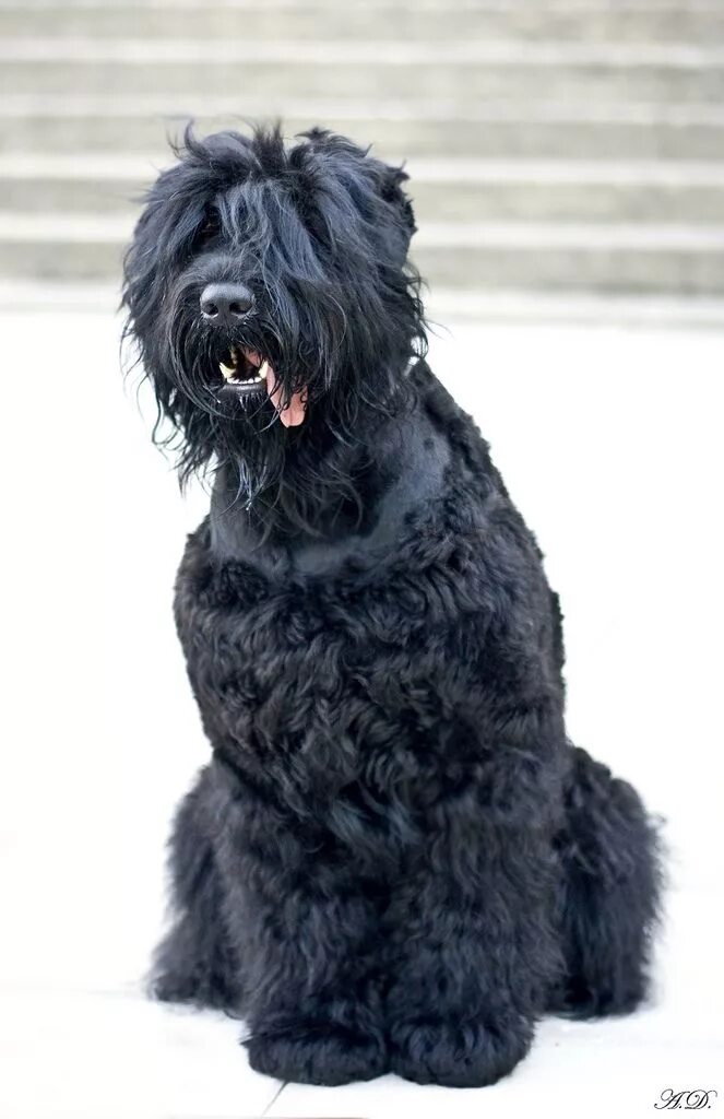 Большая черная собака. Фландрский бувье и черный терьер. Черный терьер кучерявый. Блэк терьер собака. Ризеншнауцер волосатик.