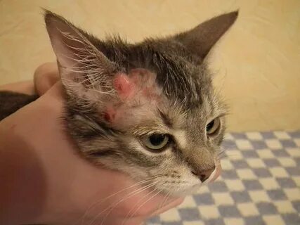 Аллергия на кота глаза