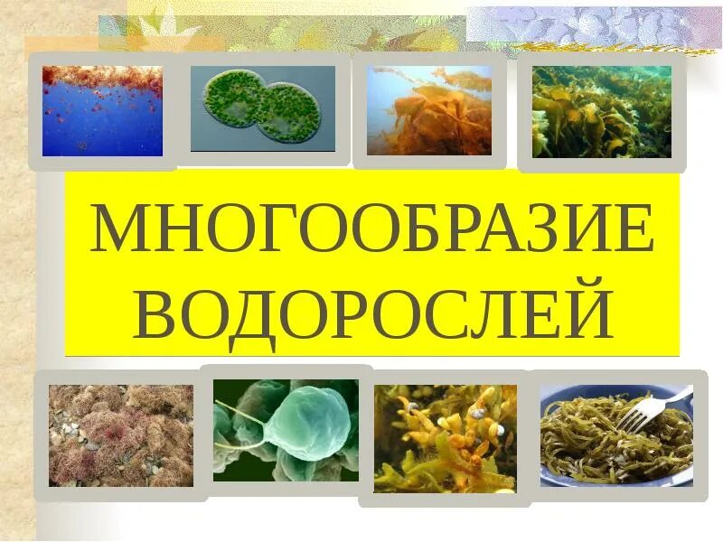 Разнообразие водорослей 6 класс. Многообразие водорослей. Водоросли их разнообразие. Водоросли их многообразие в природе. Многообразие водорослей 5 класс.