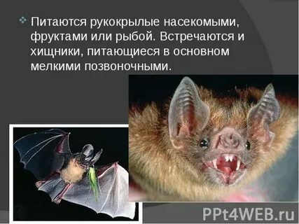 Волонтеры реабилитологи рукокрылых часто сталкиваются с необходимостью