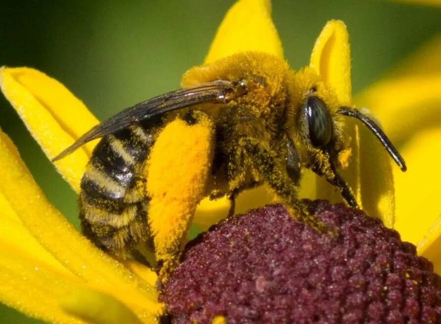 Пыльца с растений собрать. Пчелиная пыльца (bee pollen). пчела с обножкой. пчела с нектаром. нектар пчелиный.