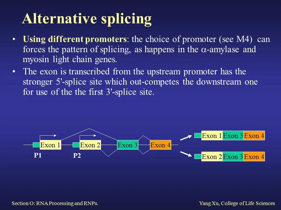 Альтернативный сплайсинг. Alternative Splicing. 3. Альтернативный сплайсинг. Альтернативный сплайсинг РНК. Processing site