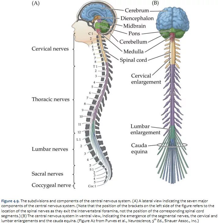 Спинной мозг. Головной и спинной мозг. Спинной мозг женщина. Medulla and Spinal Cord.