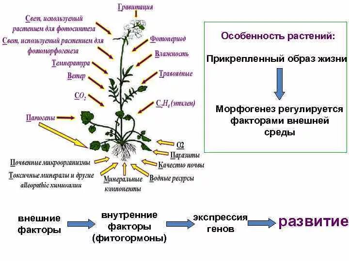 Образ жизни растений. Фитогормоны растений. Морфогенез растений. Влияние фитогормонов на растения. Ростовые гормоны растений.