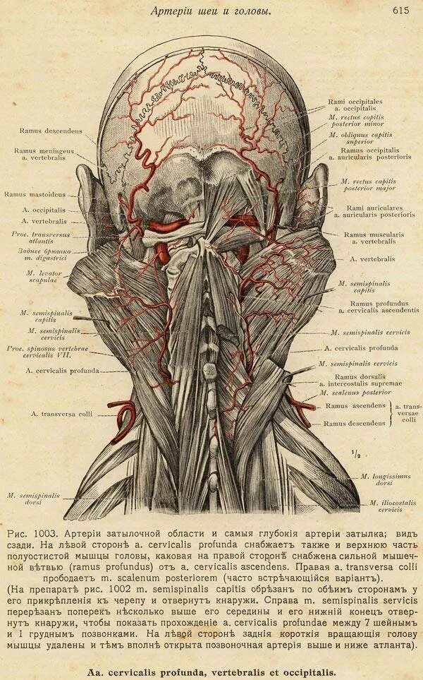 Причины боли у основания черепа. Мышцы основания черепа.