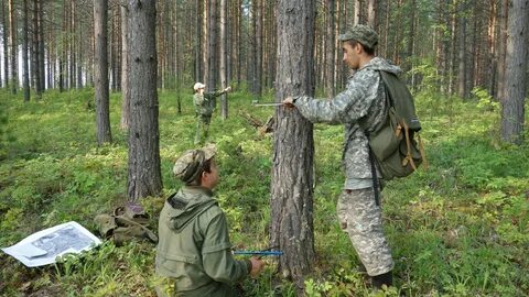Лесничества вопрос