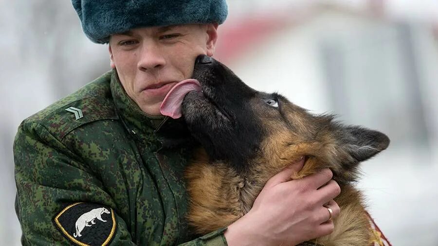 Кинолог высшее. Немецкая овчарка с солдатом. Солдат с овчаркой. Военный кинолог. Кинолог в армии.