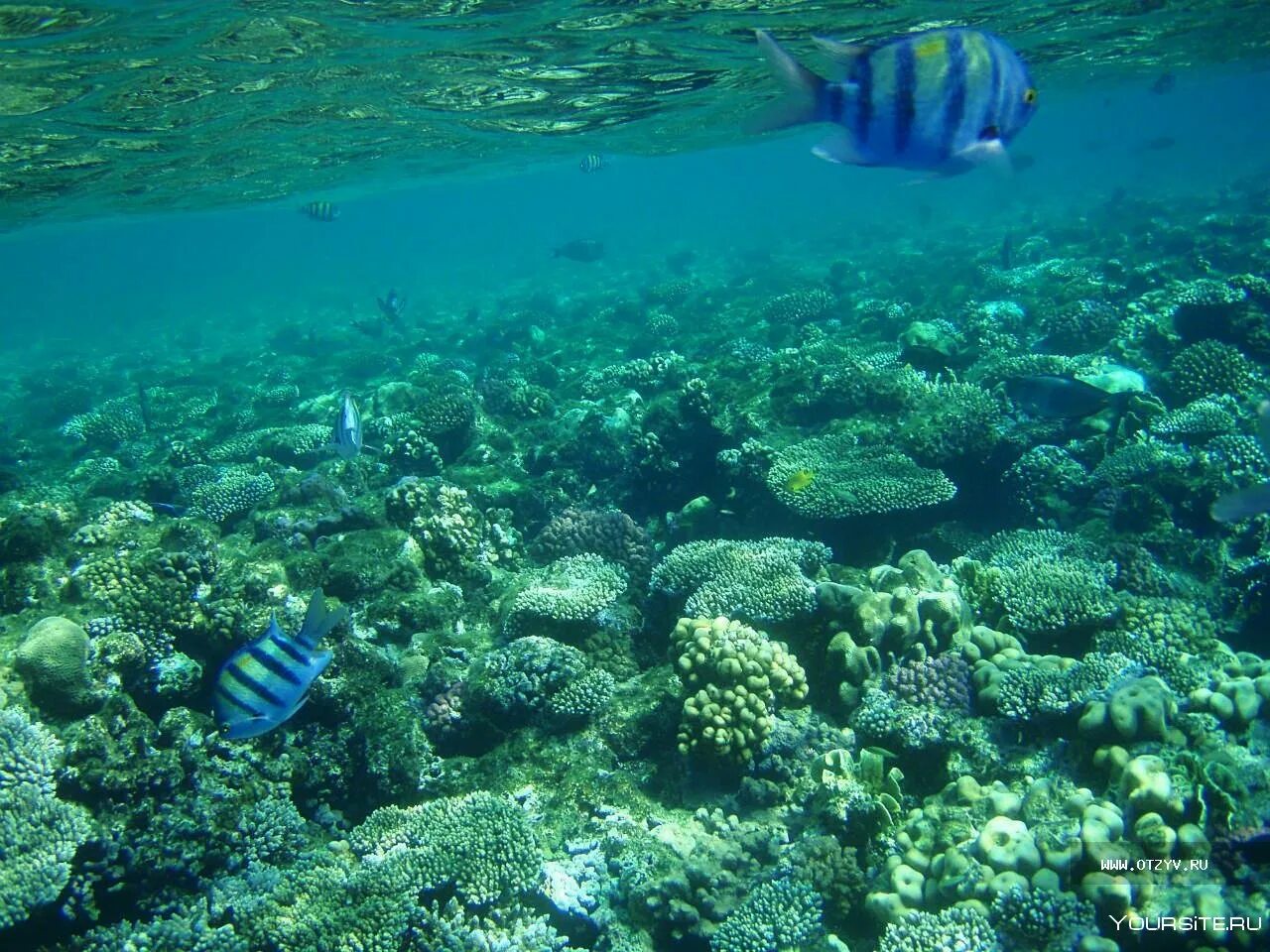 Шарм-Эль-Шейх море. Красное море Шарм-Эль-Шейх. Шарм Эш Шейх снорклинг.