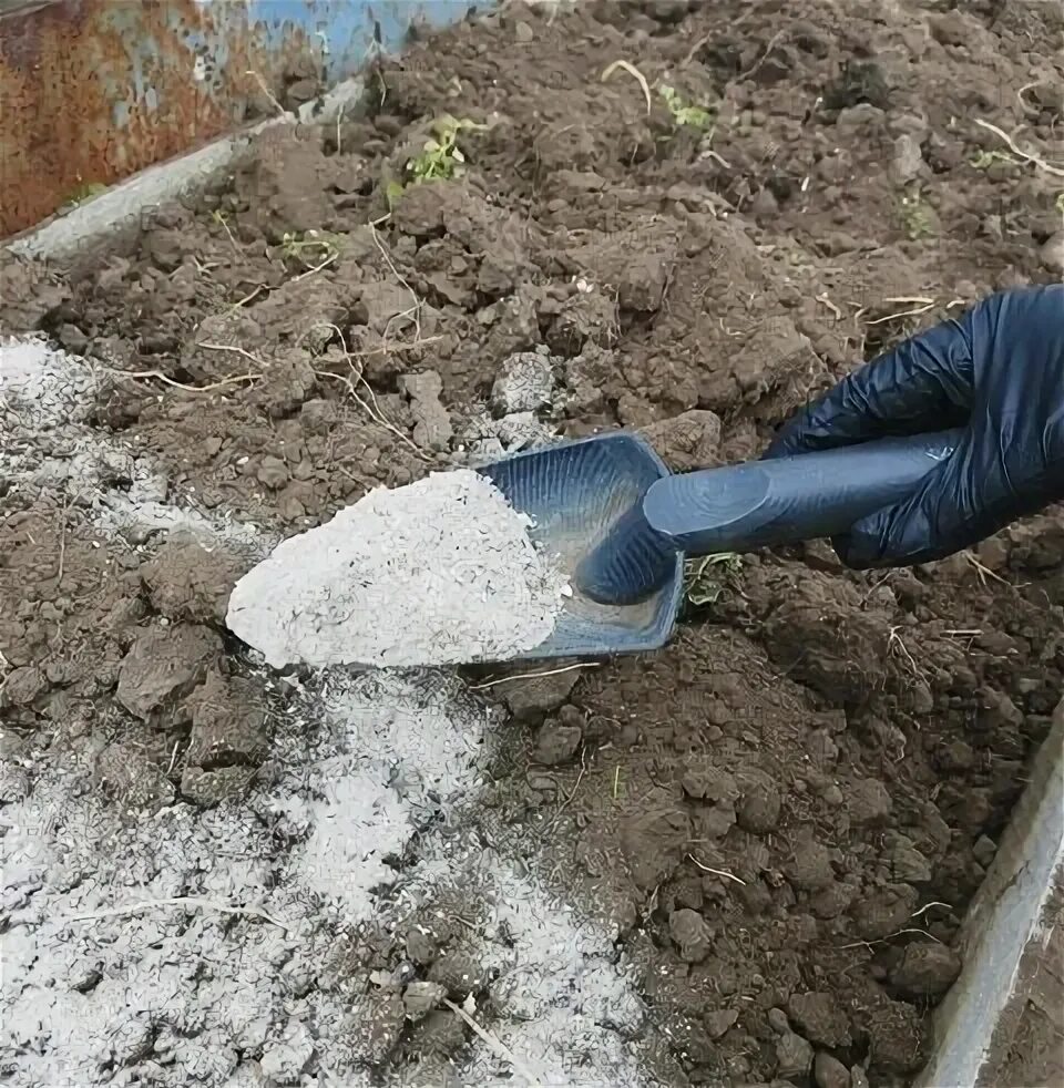 Можно ли вносить золу под. Удобрение почвы золой. Внесение золы в почву. Перекопка теплицы. Внесение удобрений осенью под перекопку.