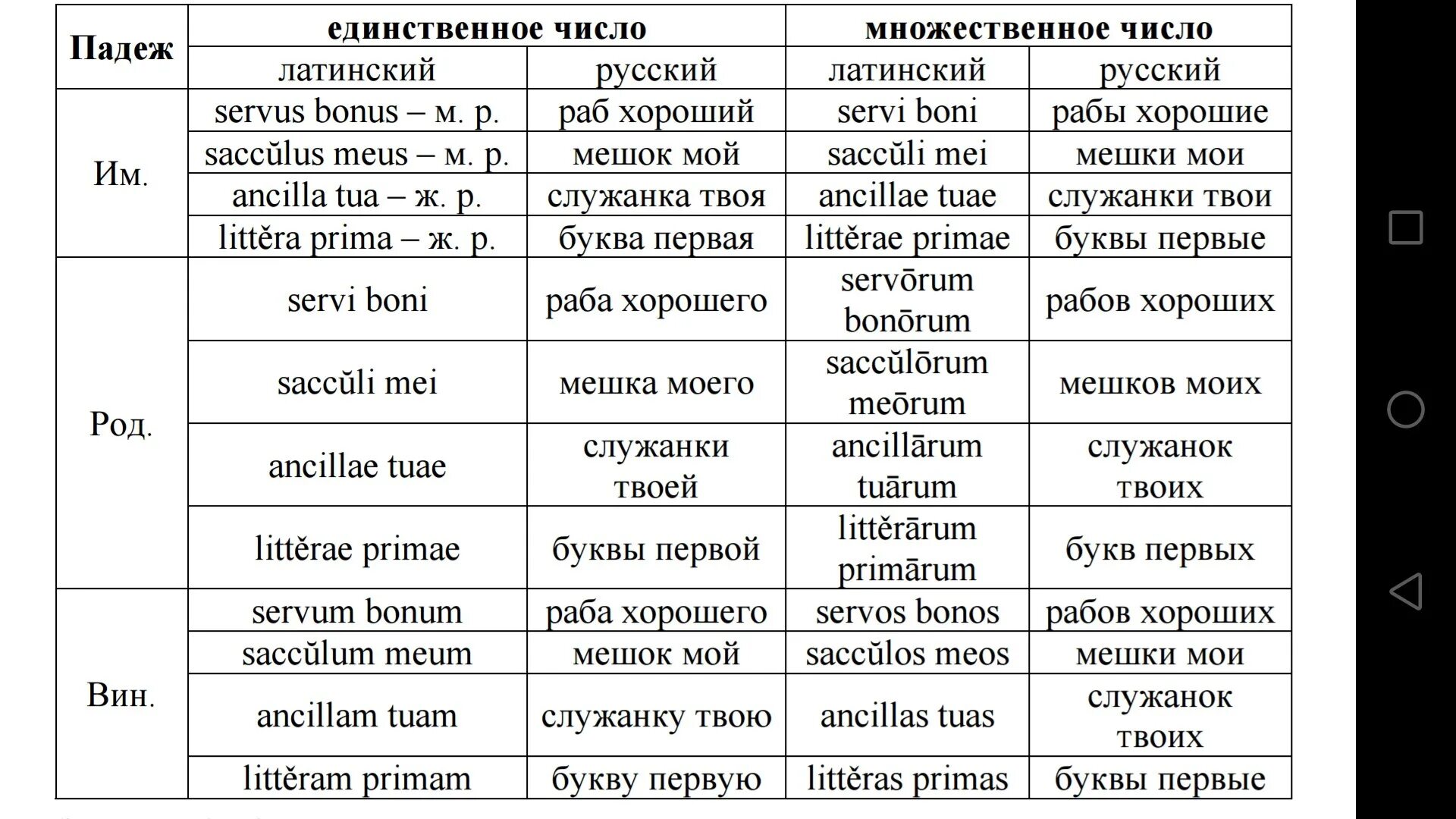 Множественное число латынь. Множественное число в латинском языке. мышцы на латыни во множественном числе. родительный падеж латынь.