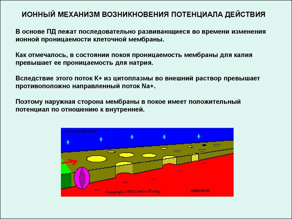 Возникнуть плотно. Ионные механизмы возникновения потенциала действия. Механизм образования потенциала действия. Мембранно-ионные механизмы возникновения потенциала действия. Ионные механизмы формирования Пд.