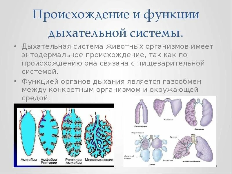 Эволюция систем органов животных дыхательная система. Эволюция дыхательной системы 7 класс. Строение и функции дыхательной системы животных. Дыхательная система хордовых Эволюция 7 класс. Ячеистые легкие особенности