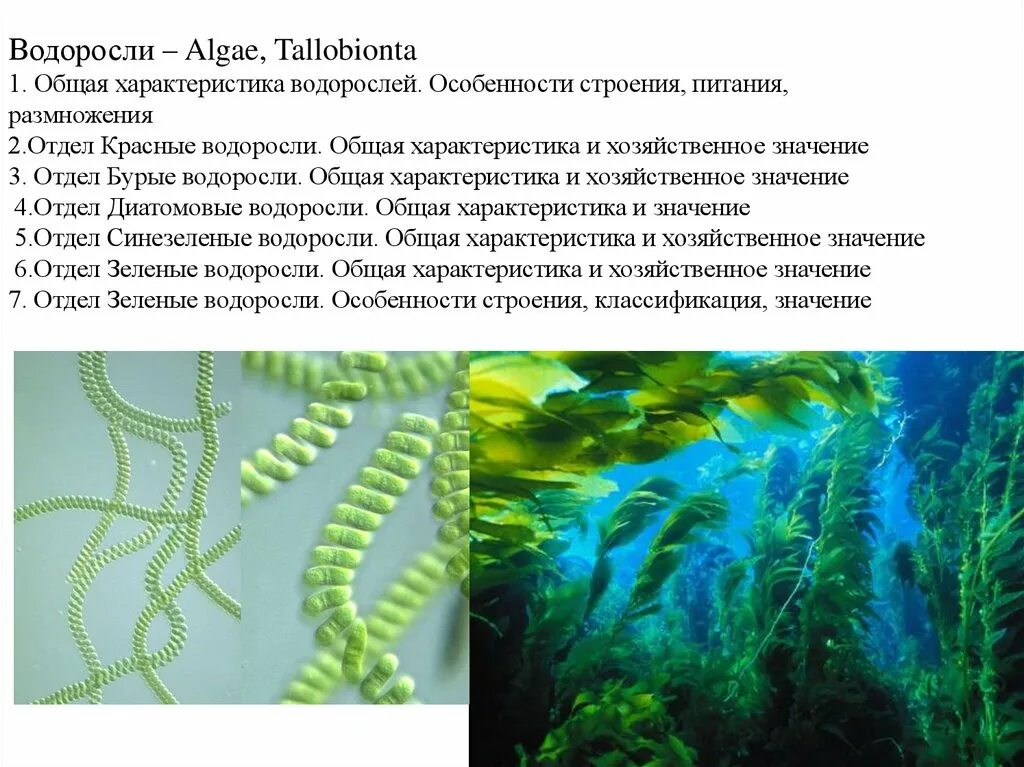 Характеристика классов водорослей. Общая характеристика водорослей. Синезеленые водоросли. Отдел водоросли общая характеристика. Отдел зеленые водоросли описание.