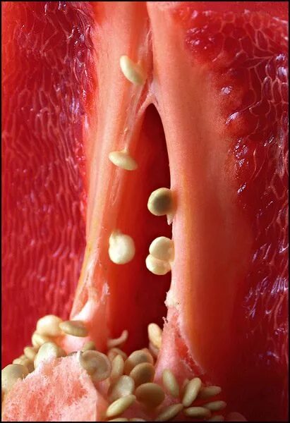 Перчики течинки у людей. Пестик и тычинка. Пестик и тычинка у людей. Перчики течинки у людей. Тычинка человека.