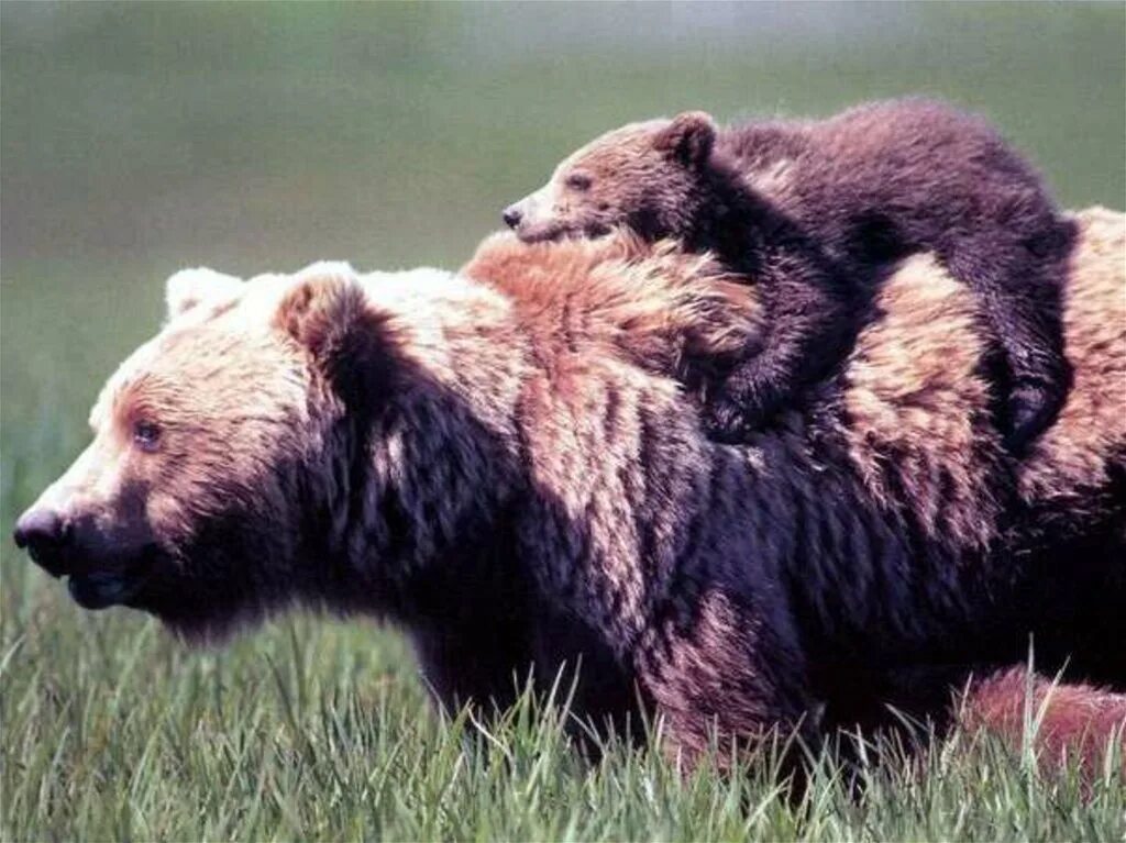 Окрас медведей. Разные медведи. Подвиды медведей. Разные породы медведей. Название медведя.