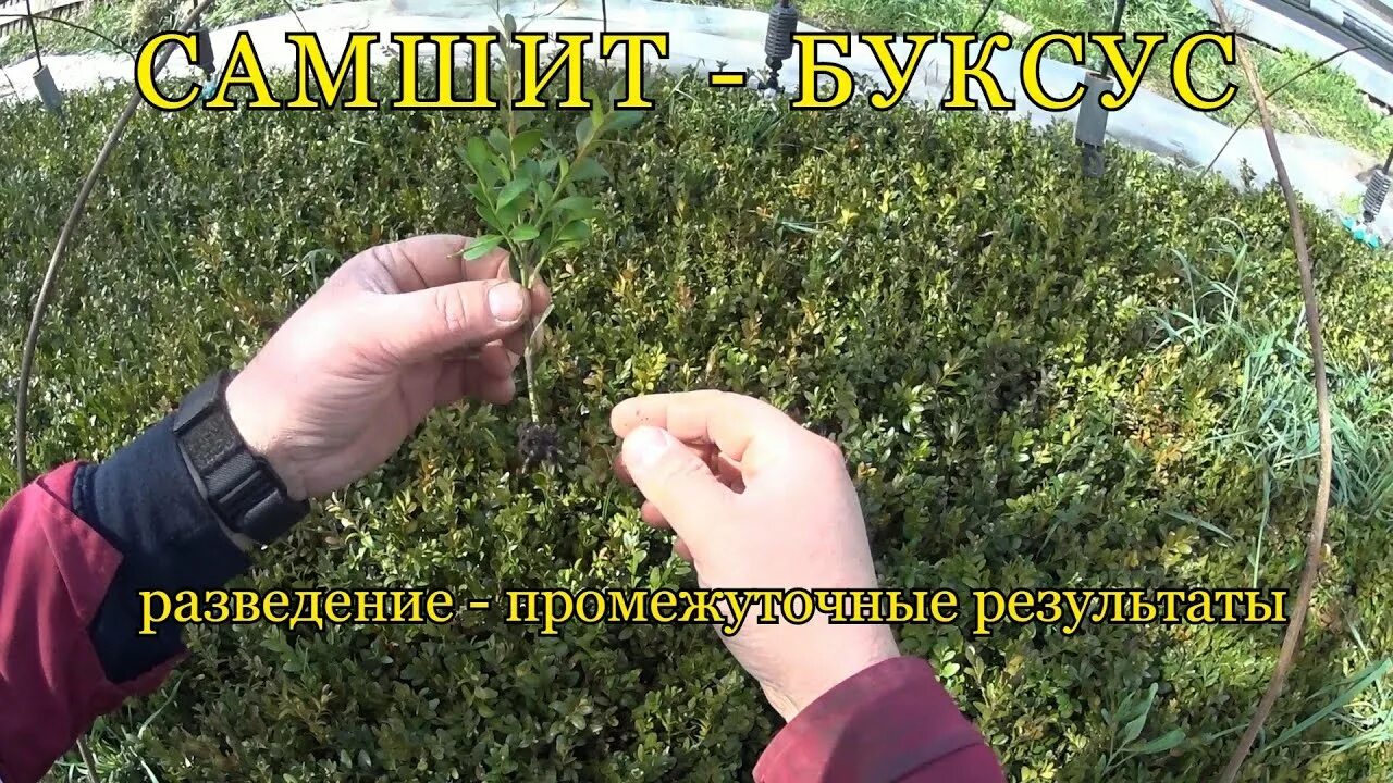 Как размножить самшит быстрый и легкий способ. Черенкование самшита. самшит размножение. самшит укоренение. самшит черенки.