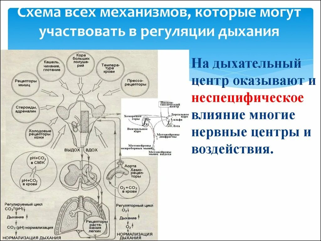 Вспомните как регулируется дыхание у человека зная. Рефлекторный механизм регуляции дыхания. Схема регуляции дыхания физиология. Регуляция дыхания рефлекторная регуляция дыхания. Механизм регуляции дыхания схема.