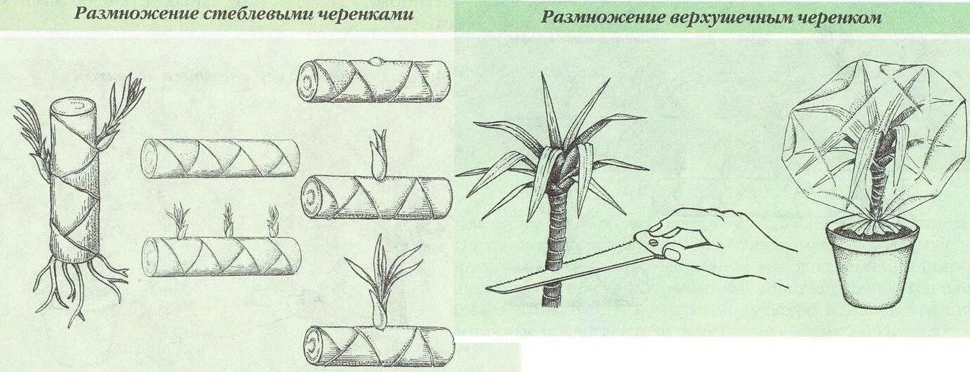 Драцена размножение в домашних условиях верхушку. Размножение драцены верхушечными. Пальма Драцена размножение черенками. Драцена вегетативное размножение. Размножение драцены стеблевыми черенками.