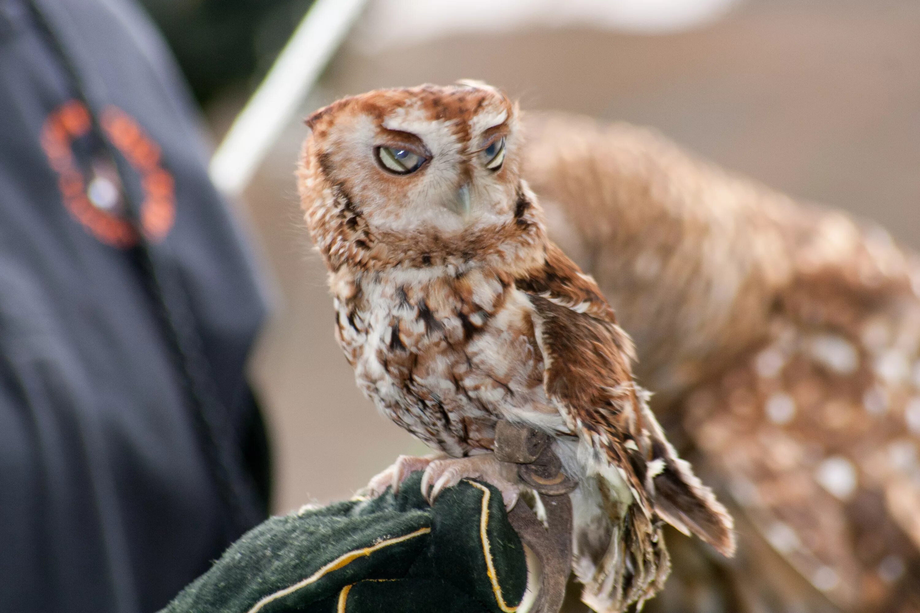 Sova 6. Приложение sova. Сова цветными карандашами. Sova 6. Sova 6.