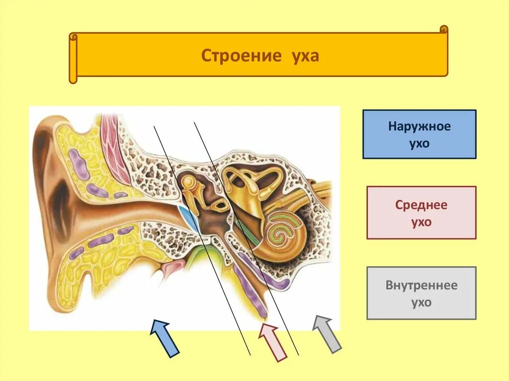 3 отдела органа слуха. Строение среднего уха человека анатомия. Строение наружного среднего и внутреннего уха. Строение внутреннего уха орган слуха. Наружное ухо среднее ухо внутреннее ухо строение.