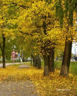 Осень сии