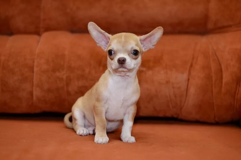 Собака чихуахуа 6 лет за 10. Чихуахуа в 6 месяцев. Ягода чихуа. Собачка чихуахуа 6 месяцев. Мини чихуахуа 3 месяца.