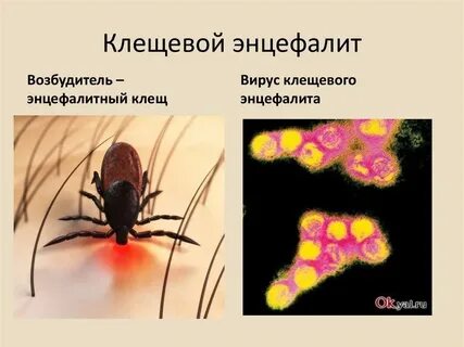 Клещевой возбудитель