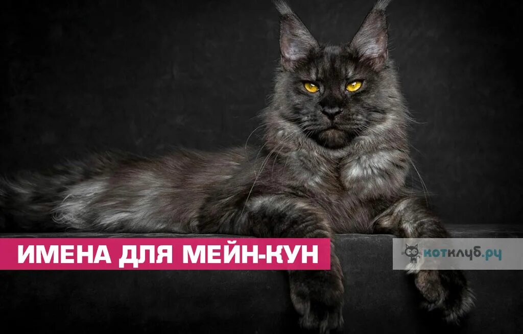 Кличка кота мейн. Имена для котов Мейн кунов. Кличка коту Мейн куну. Мейн кун характер. Клички для Мейн кунов мальчиков.