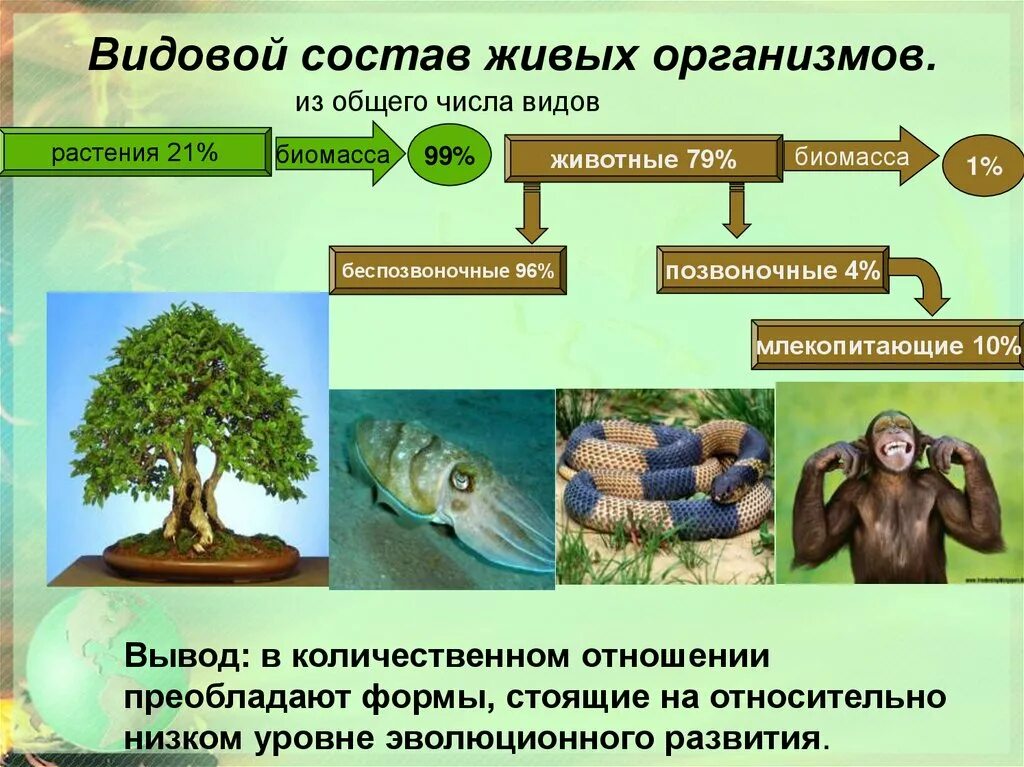 Количество и разнообразие живых организмов на земле. Видовой состав животных. Живые организмы. Живые организмы в биосфере. Живые организмы обитающие в биосфере.