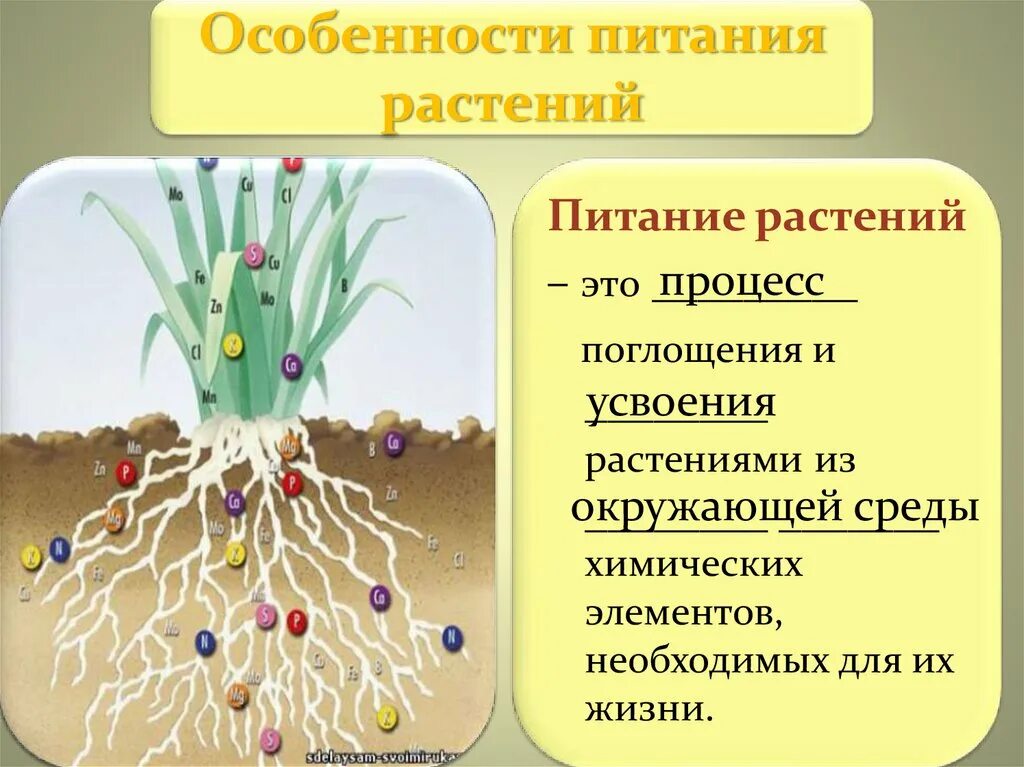 Минеральное питание клеток. Питание растений. Минеральные вещества в жизни растений. Минеральное питание растений. Минеральное и Корневое питание растений.