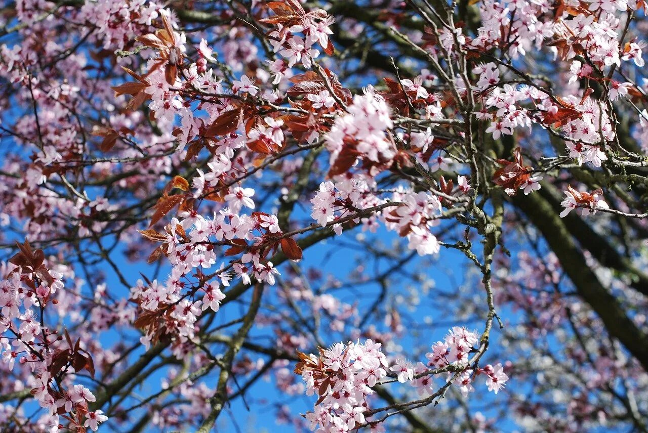 Цветение вишни фото. Вишня дерево цветение. Вишня Сибирская цветение. Сакура Койо-но-май.