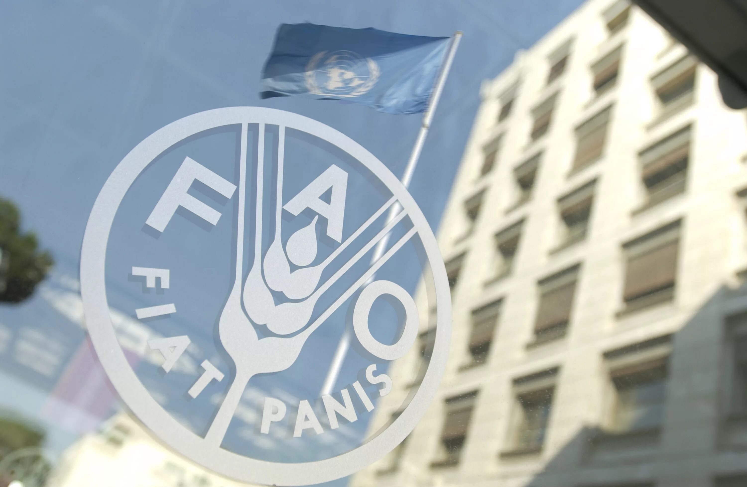 Продовольственная оон. Продовольственная и сельскохозяйственная организация ООН (FAO). ФАО Международная организация. Всемирная организация продовольствия (ФАО). ФАО флаг.