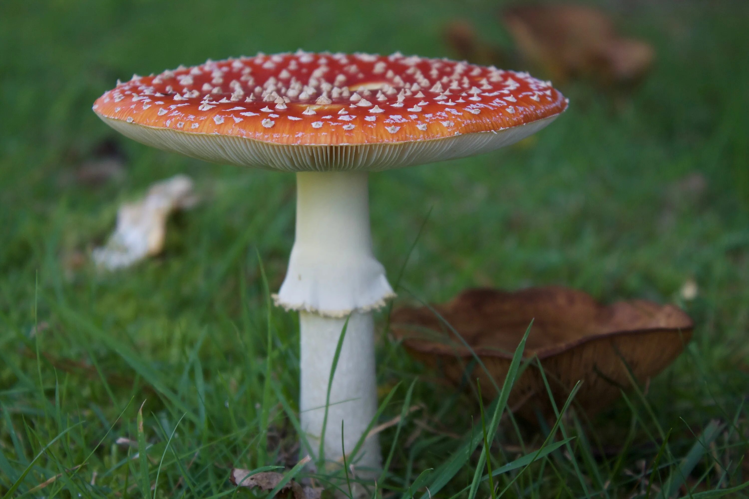 Пластинчатые грибы мухомор. Мухомор ядовитый гриб. Toadstool Fly agaric. Шляпковые грибы.