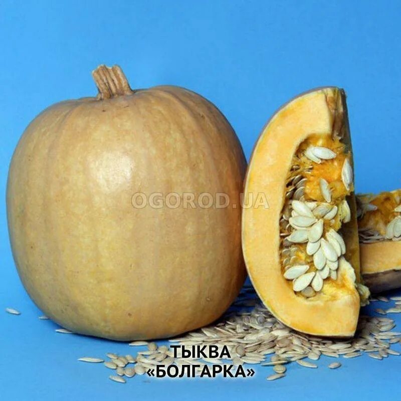 Сорт тыквы с семечками без кожуры