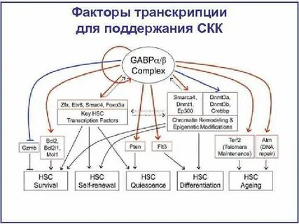 Домовой транскрипция