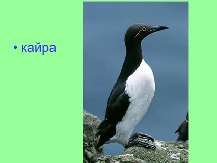 Кайра арктических пустынь