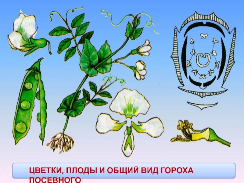 Плод цветка бобовых. Семейство бобовые горох посевной. горох посевной семейство крестоцветные. строение плода гороха посевного. горох посевной строение.