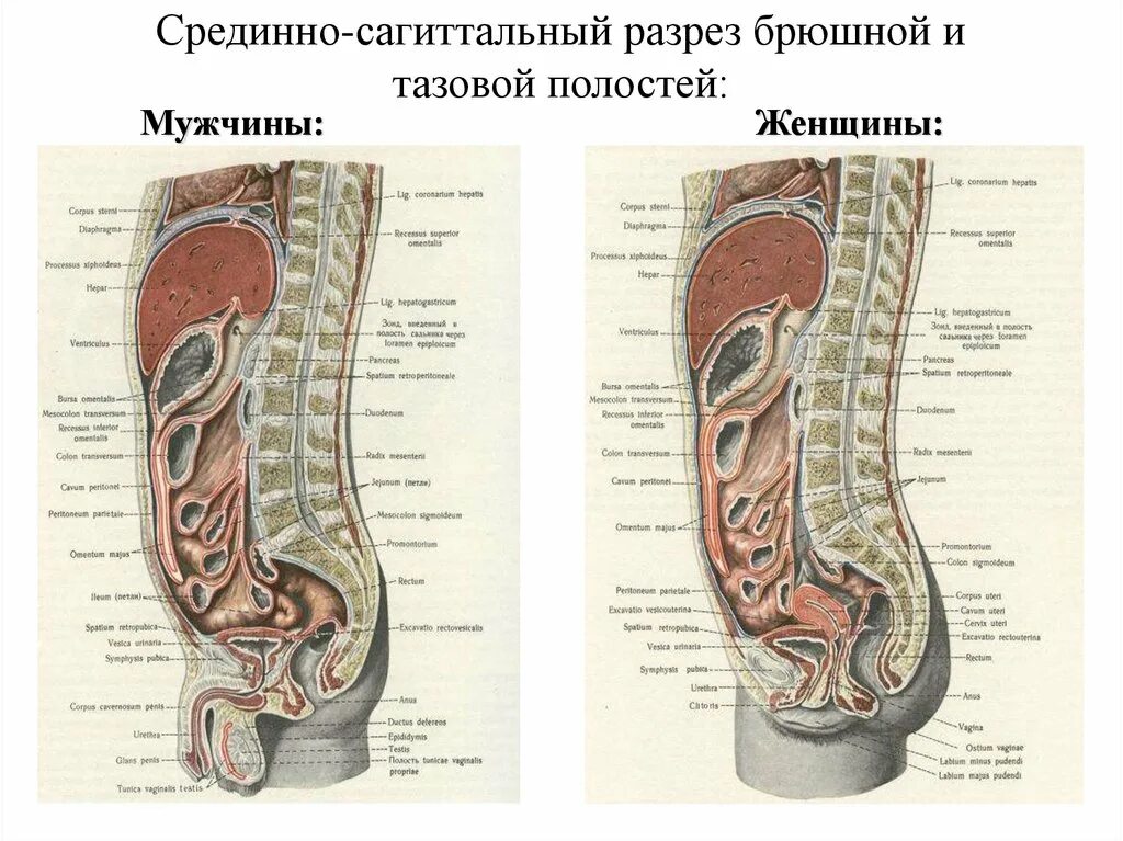 Строение брюшной полости у женщин. Мочевой пузырь Сагиттальный разрез. Женские органы в разрезе сбоку. Анатомия брюшной полости и таза. Строение мужской мочеполовой системы анатомия.