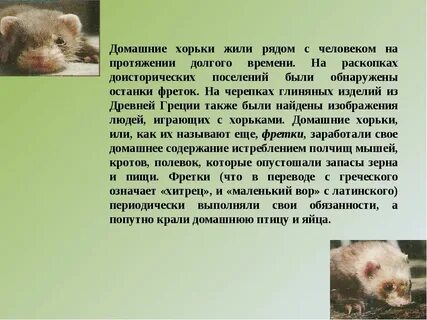 Хорек краткое описание