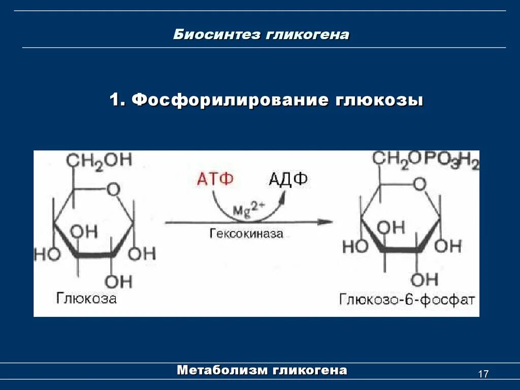 Глюкоза гликоген реакция. Глюкозо 1 фосфата из гликогена. Синтез гликогена глюкозо 1 фосфат. Биосинтез гликогена биохимия. Синтез и распад гликогена.